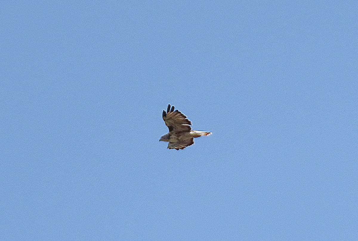 Red-tailed Hawk (Harlan's) - ML480831571