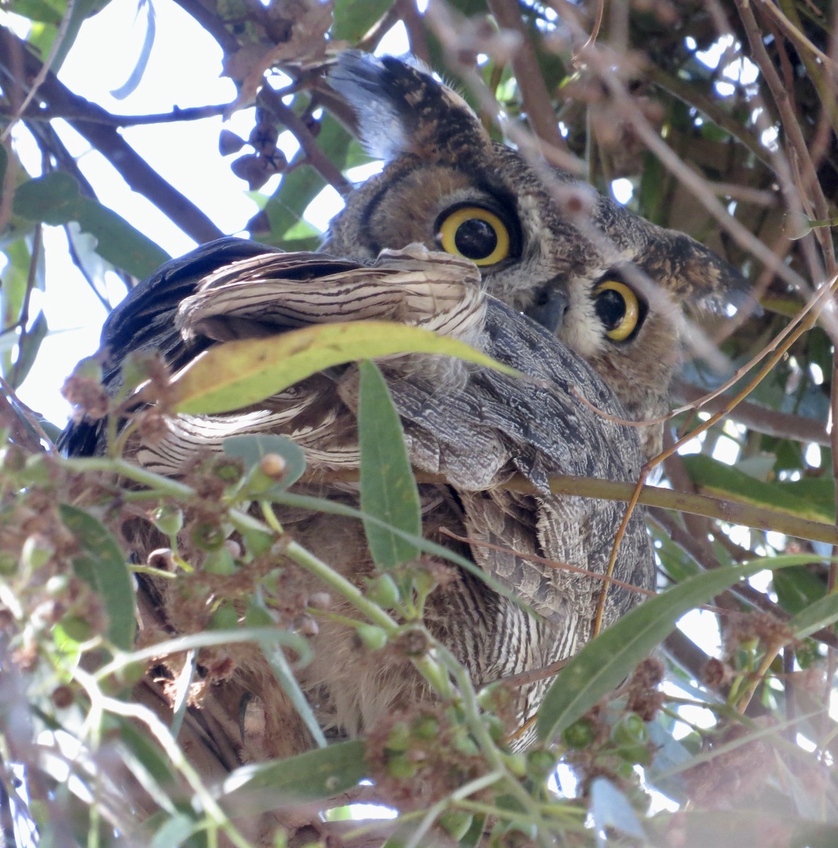 Great Horned Owl - ML480831691