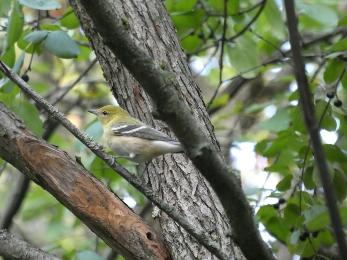 Bay-breasted Warbler - ML480836711