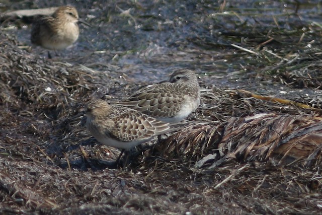 Curlew Sandpiper at Boundary Bay--104th to 112th Sts., Delta by Benjamin Pap