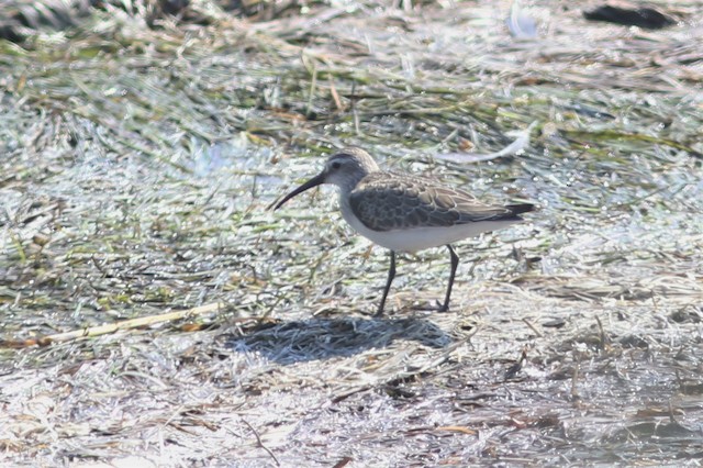 Curlew Sandpiper at Boundary Bay--104th to 112th Sts., Delta by Benjamin Pap