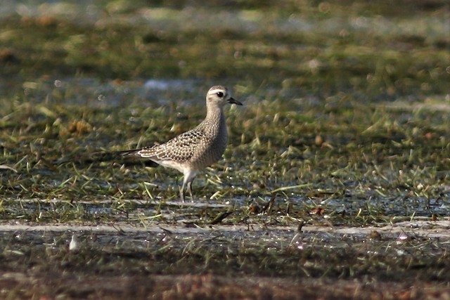 American Golden-Plover at Boundary Bay - 104th St., Delta by Benjamin Pap
