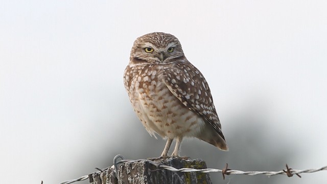 Burrowing Owl (Western) - ML480841