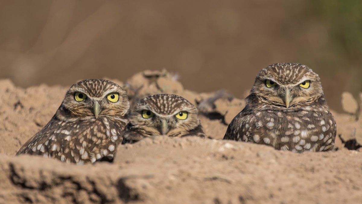 Burrowing Owl - Matt Felperin