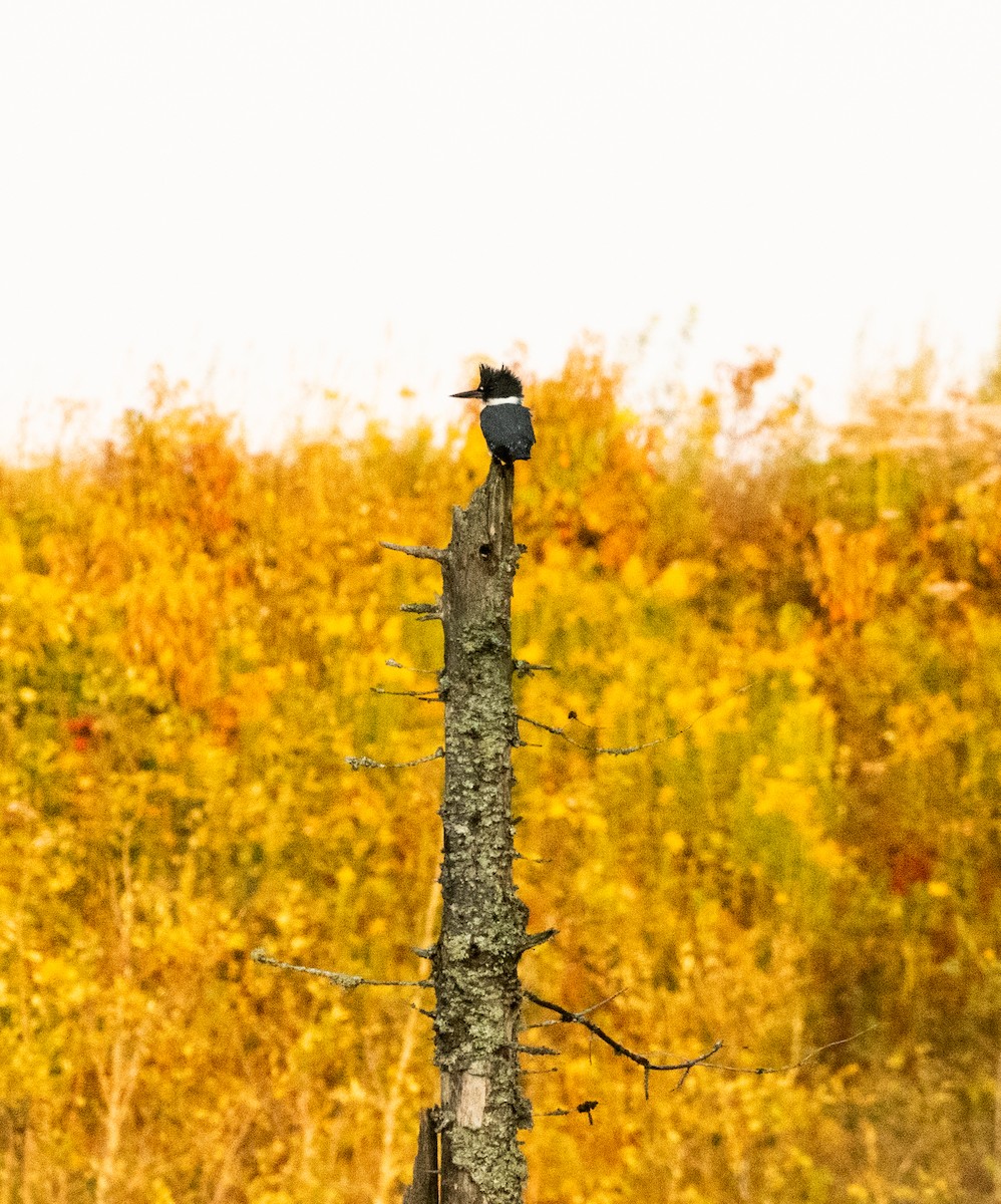 Belted Kingfisher - ML480845691