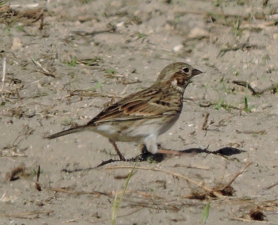 Vesper Sparrow - alice horst