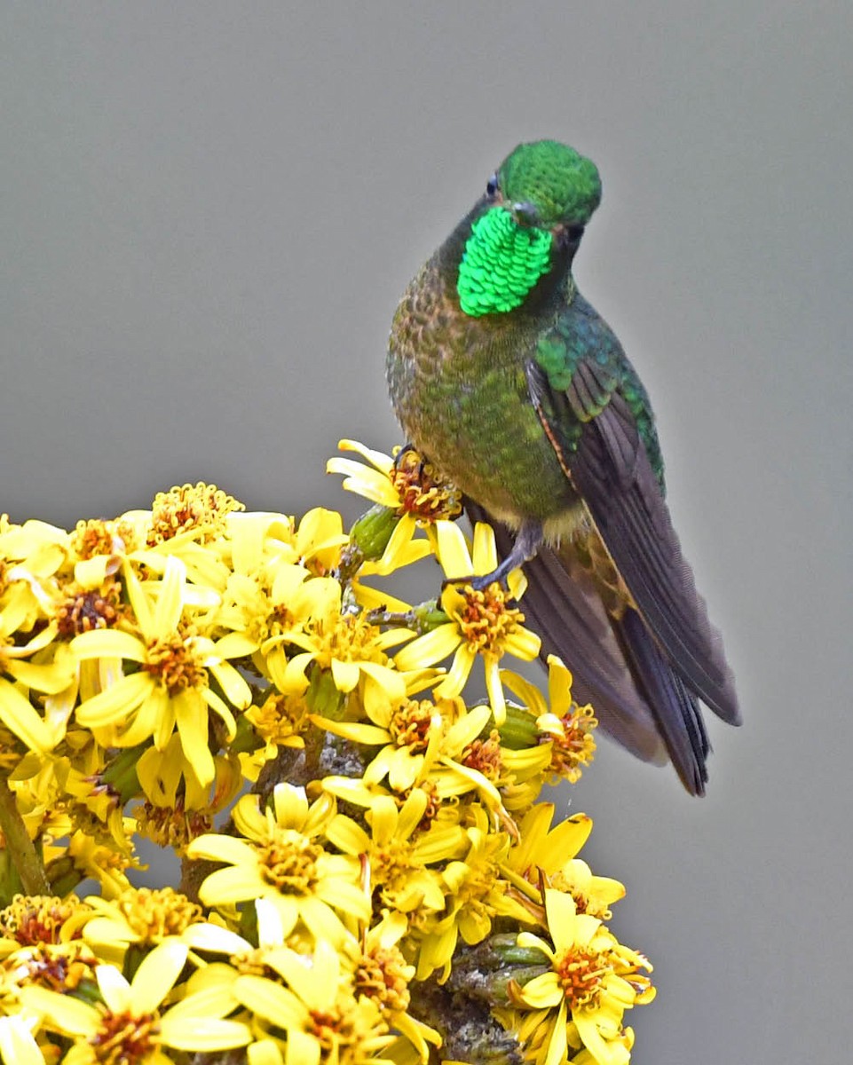 kolibřík dřišťálový - ML480852731