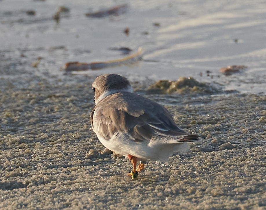 Piping Plover - Andrew Haffenden