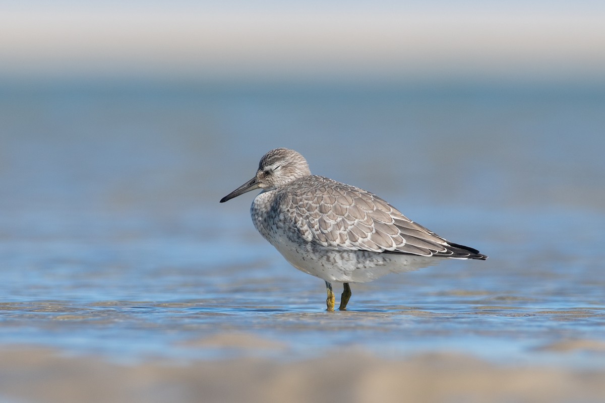 Red Knot - ML480862491
