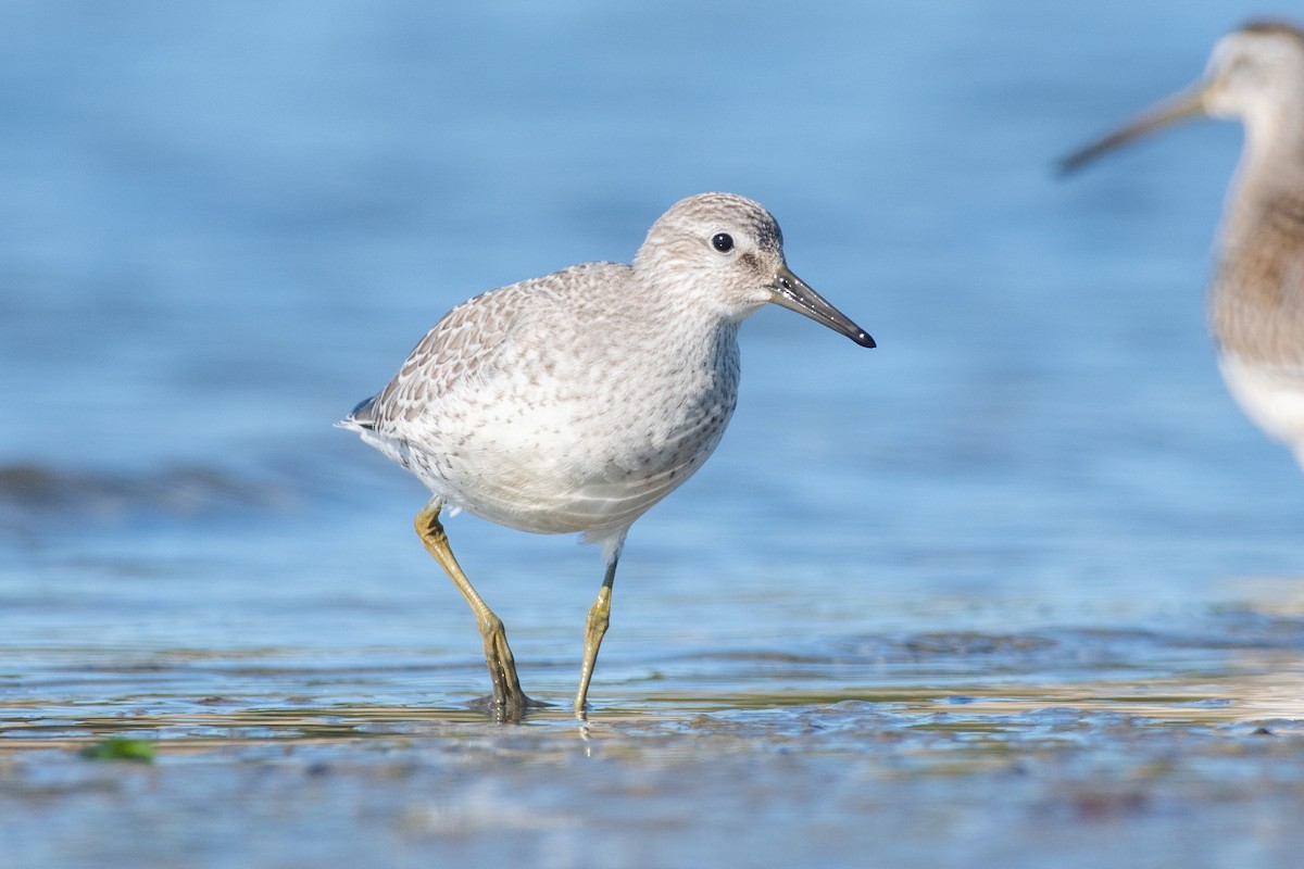 Red Knot - ML480862501