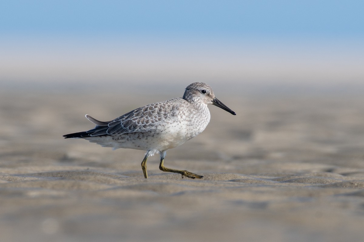 Red Knot - ML480862511