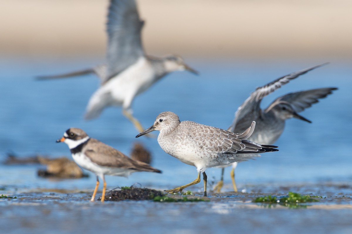 Red Knot - ML480862521