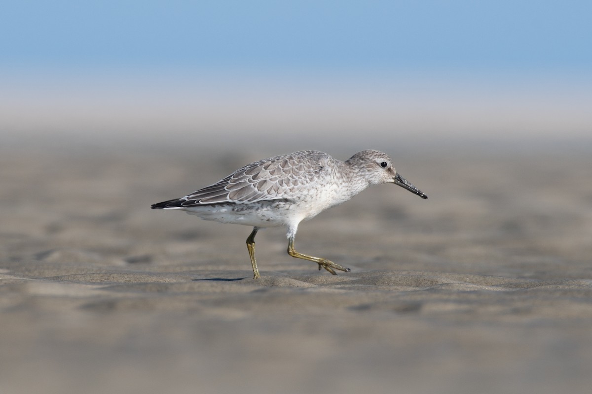 Red Knot - ML480862531