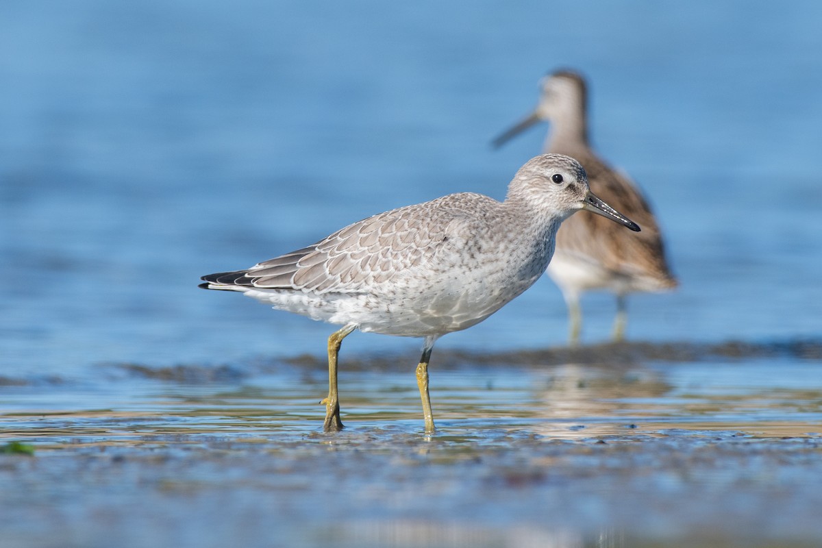 Red Knot - ML480862541