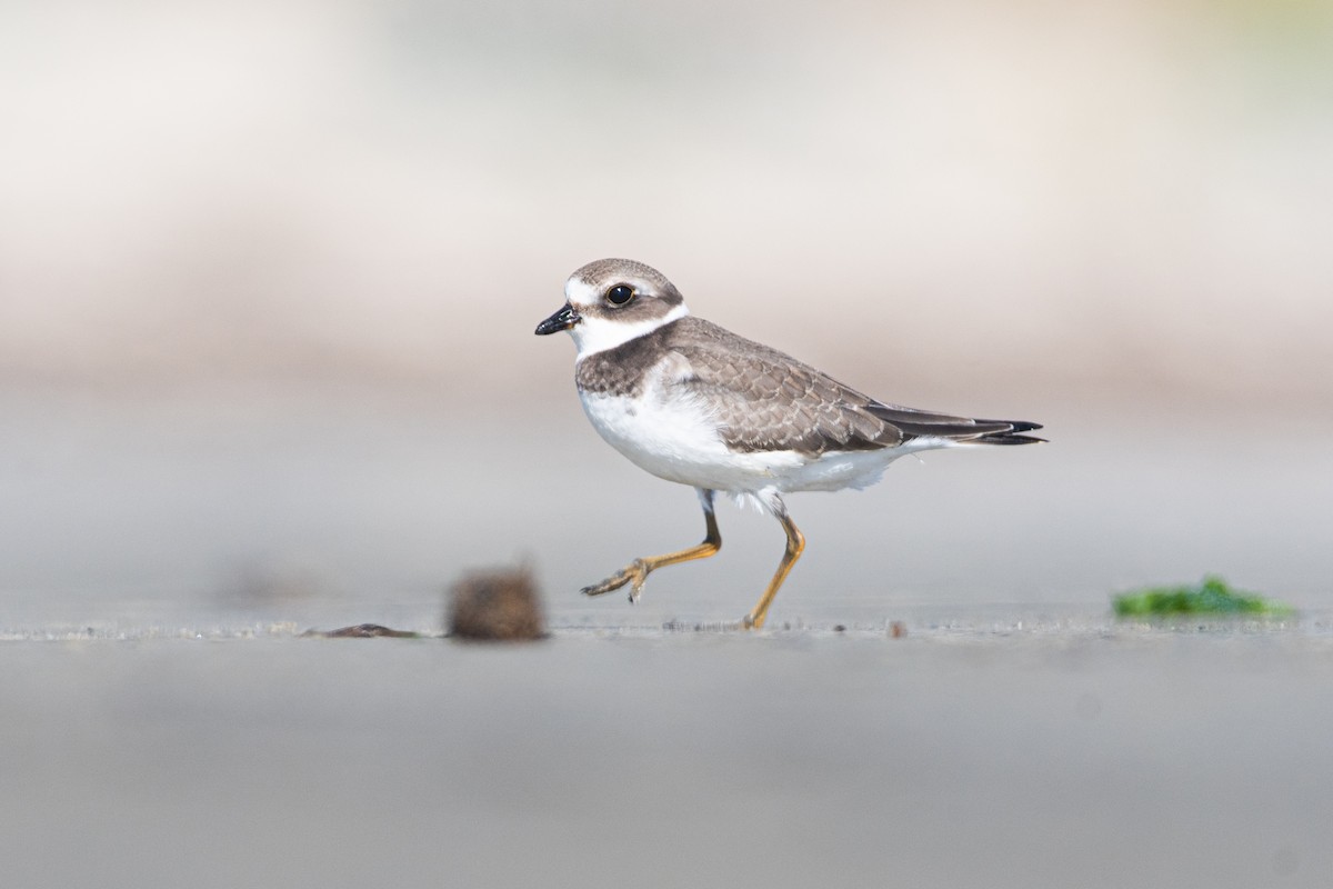 Semipalmated Plover - ML480863191
