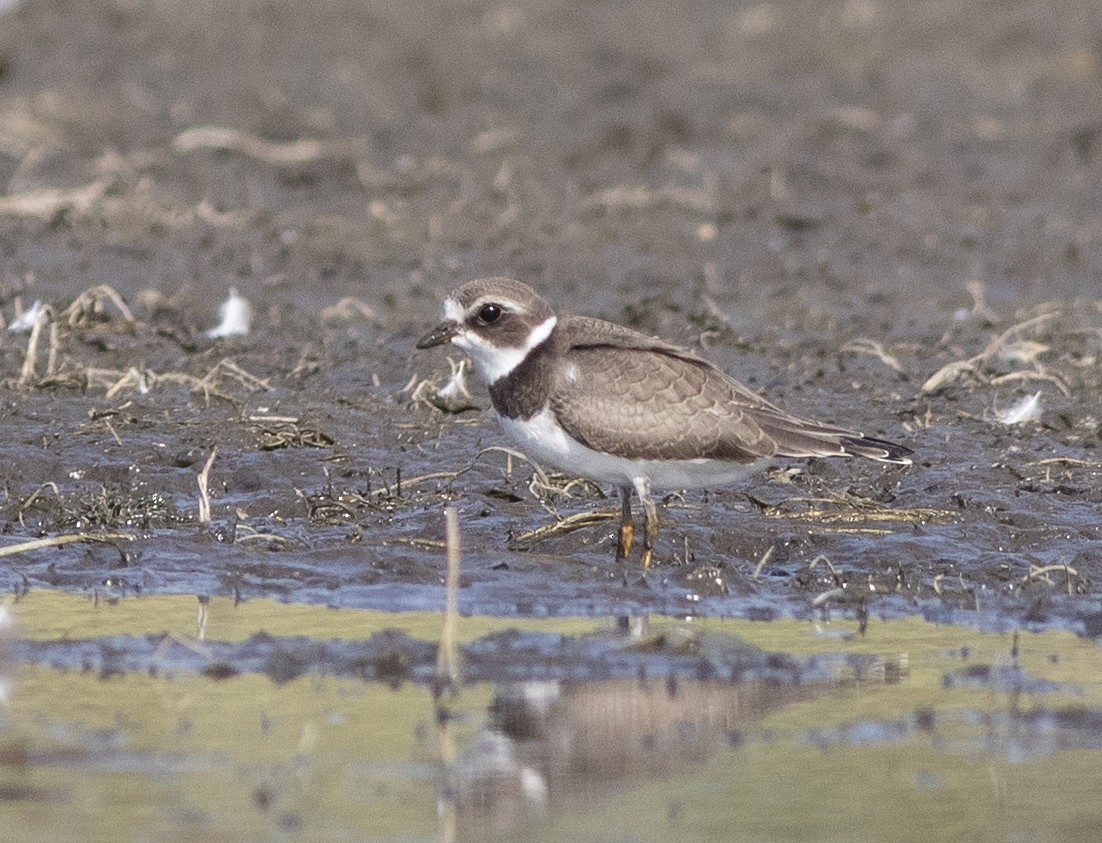 Semipalmated Plover - ML480873871