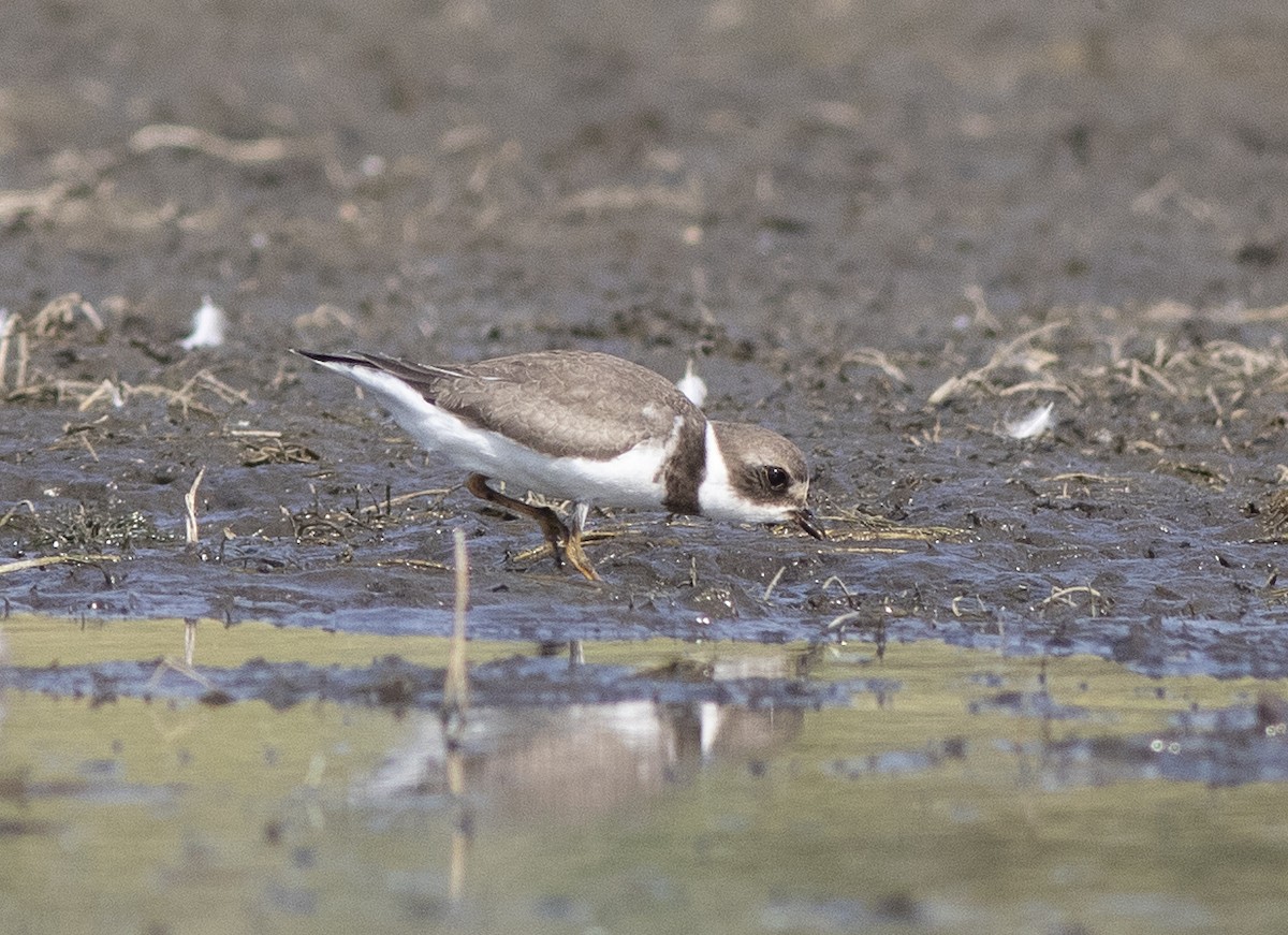 Semipalmated Plover - ML480873881
