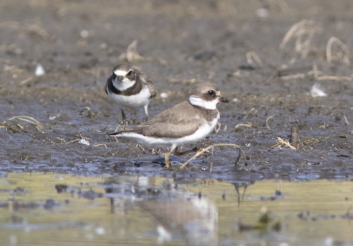 Semipalmated Plover - ML480873891