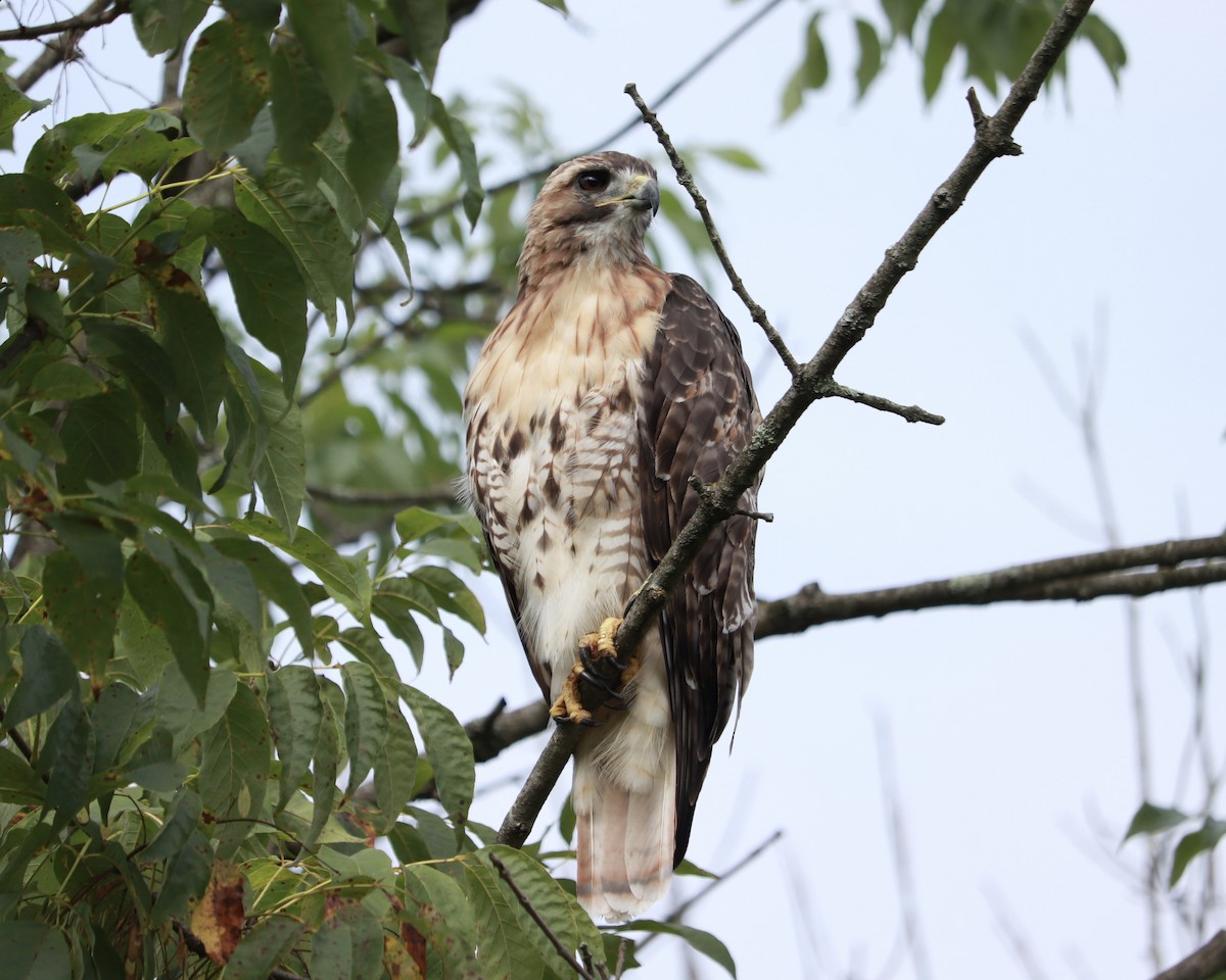 Red-tailed Hawk - ML480875901