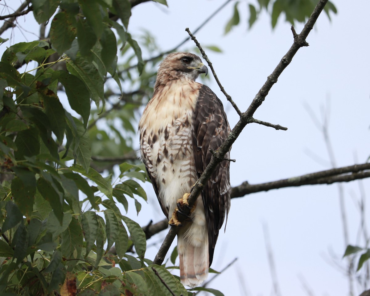 Red-tailed Hawk - ML480875961