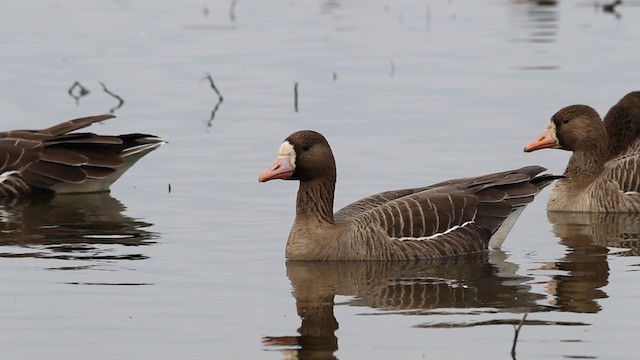  - Greater White-fronted Goose (Western)