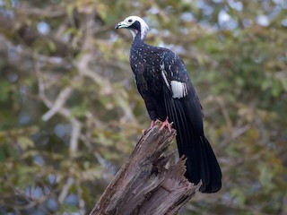 - White-throated Piping-Guan
