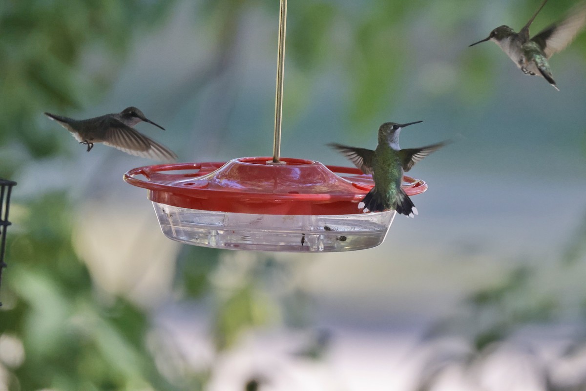 Ruby-throated Hummingbird - ML480888731