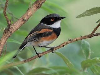 Cape Batis - Batis capensis - Birds of the World