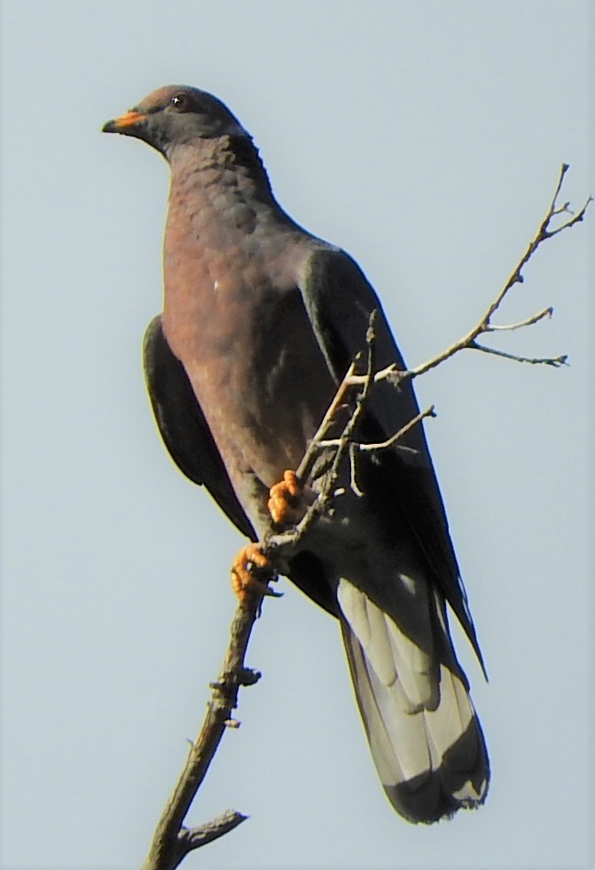 Band-tailed Pigeon - Mark Meunier