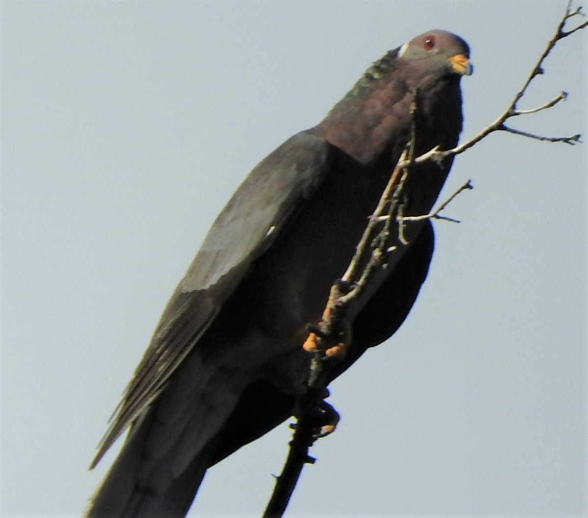 Band-tailed Pigeon - ML480896601