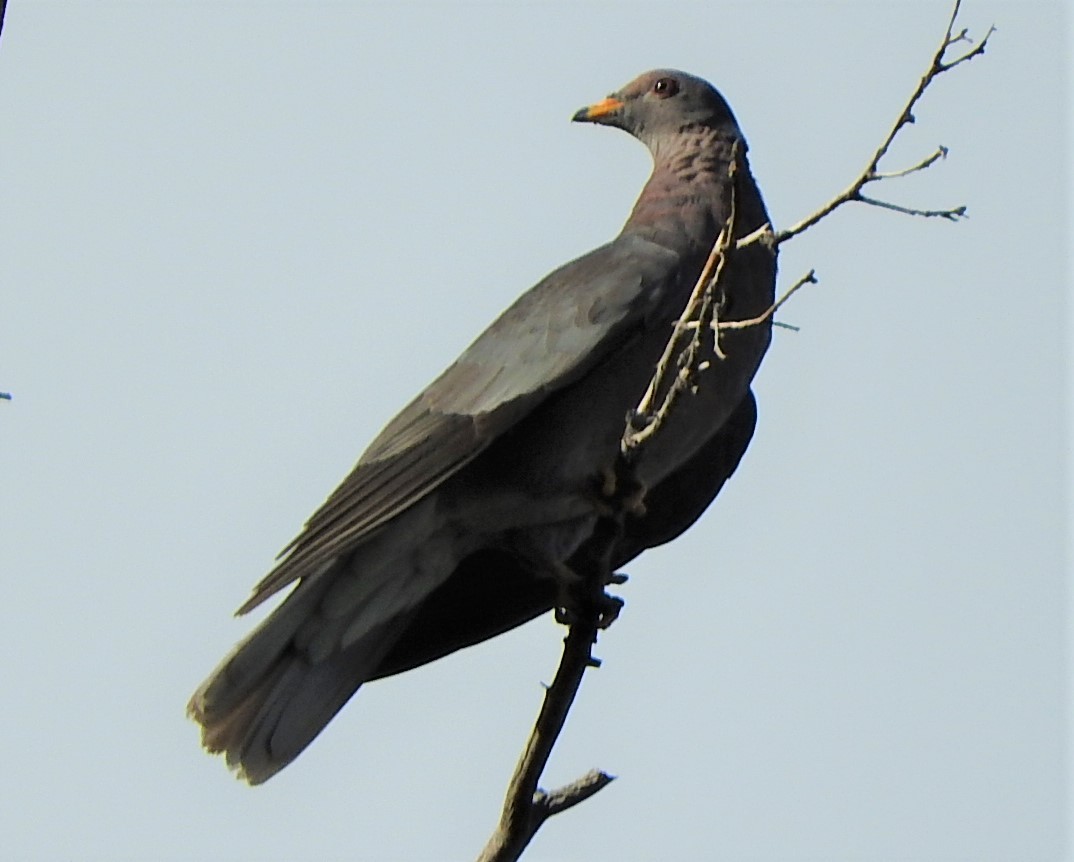 Band-tailed Pigeon - ML480896641