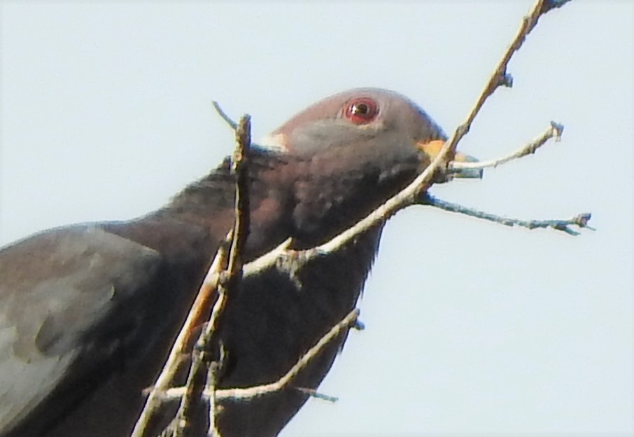 Band-tailed Pigeon - ML480896671