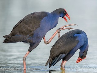  - Australasian Swamphen