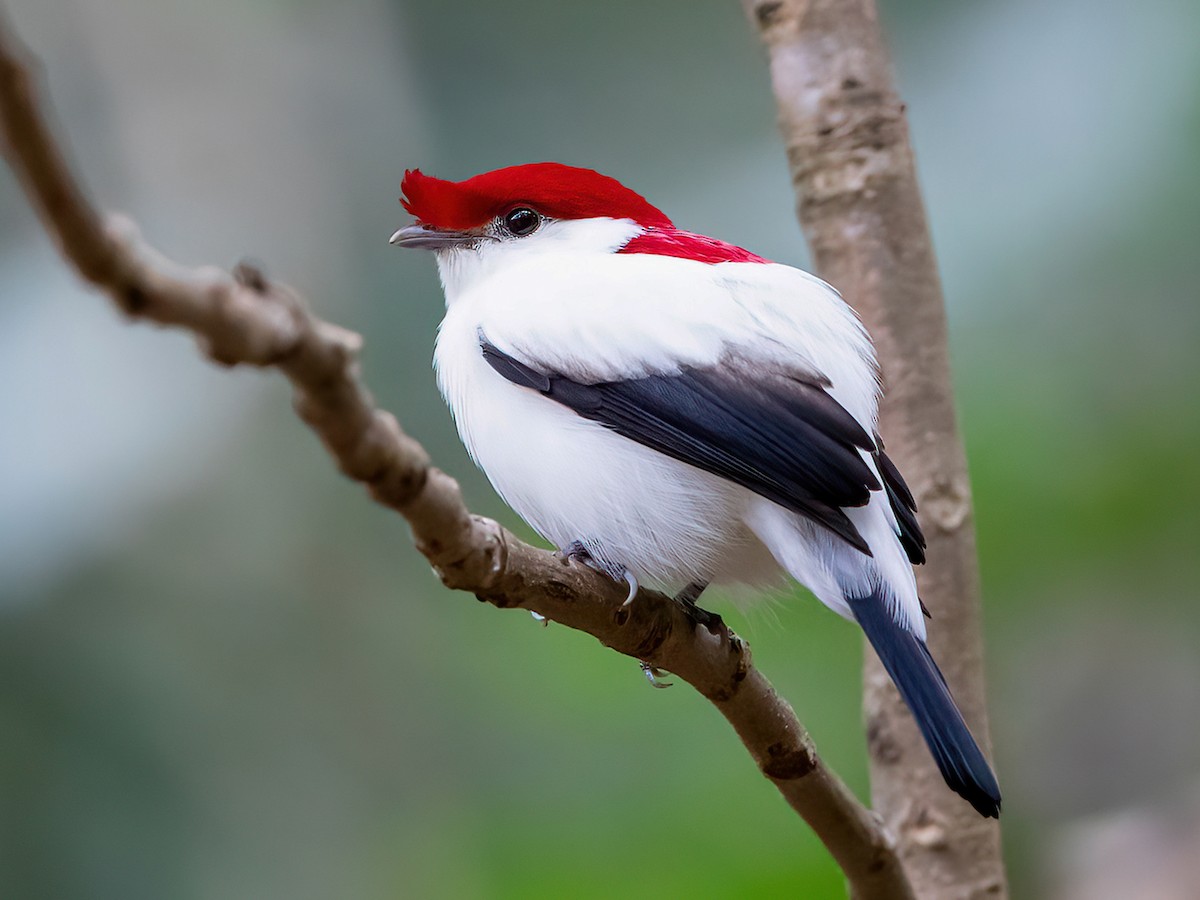 Araripe Manakin - Antilophia bokermanni - Birds of the World