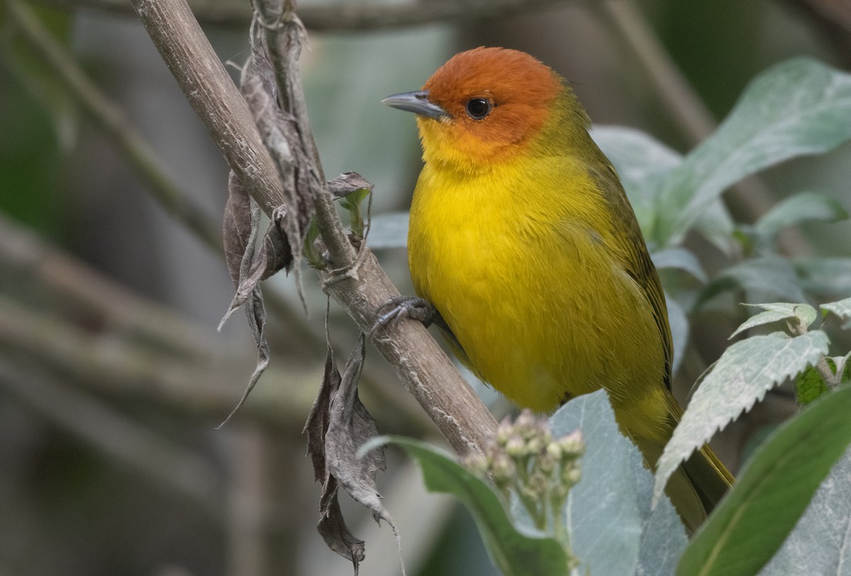 Rust-and-yellow Tanager - John Sterling