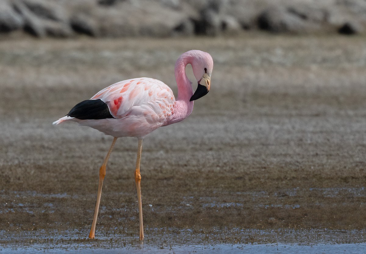 Andean Flamingo - ML480907441