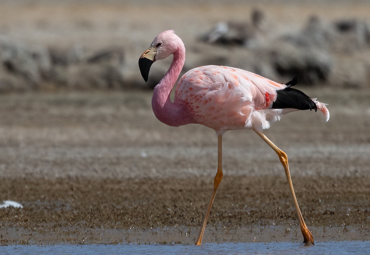 Andean Flamingo - ML480907461