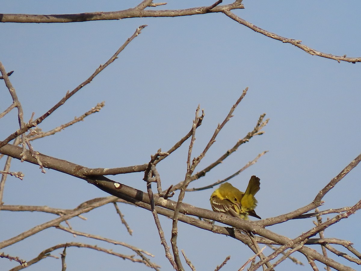 Orchard Oriole - ML480910251