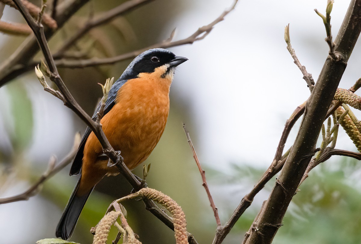 Chestnut-bellied Mountain Tanager - ML480918861