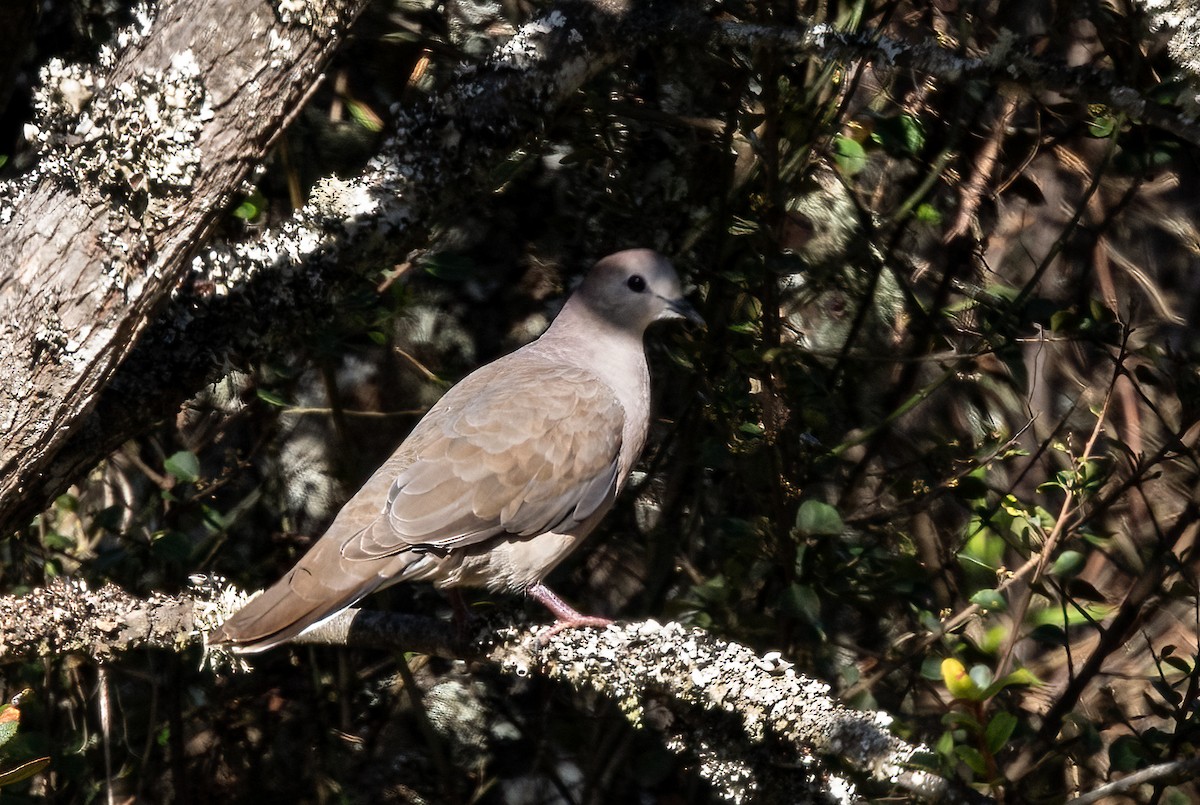 Large-tailed Dove - ML480919181