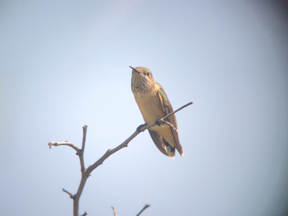 Calliope Hummingbird - ML480923221