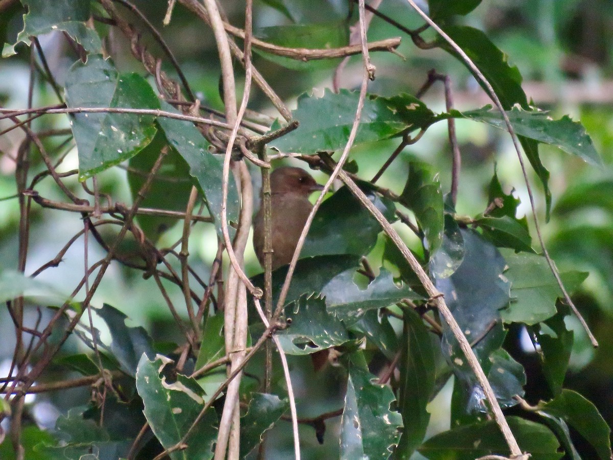 Red-faced Spinetail - Richard Fleming