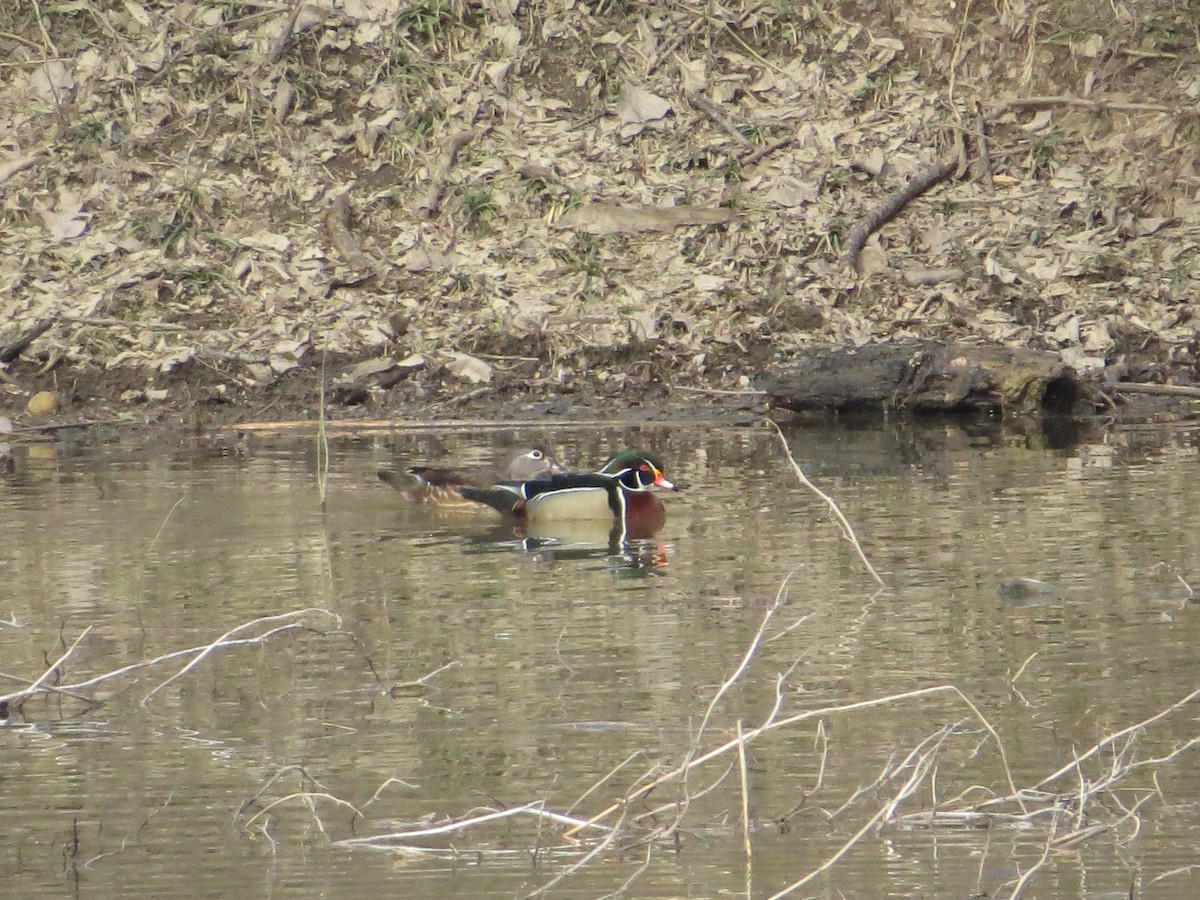 Wood Duck - Ron Bicknell