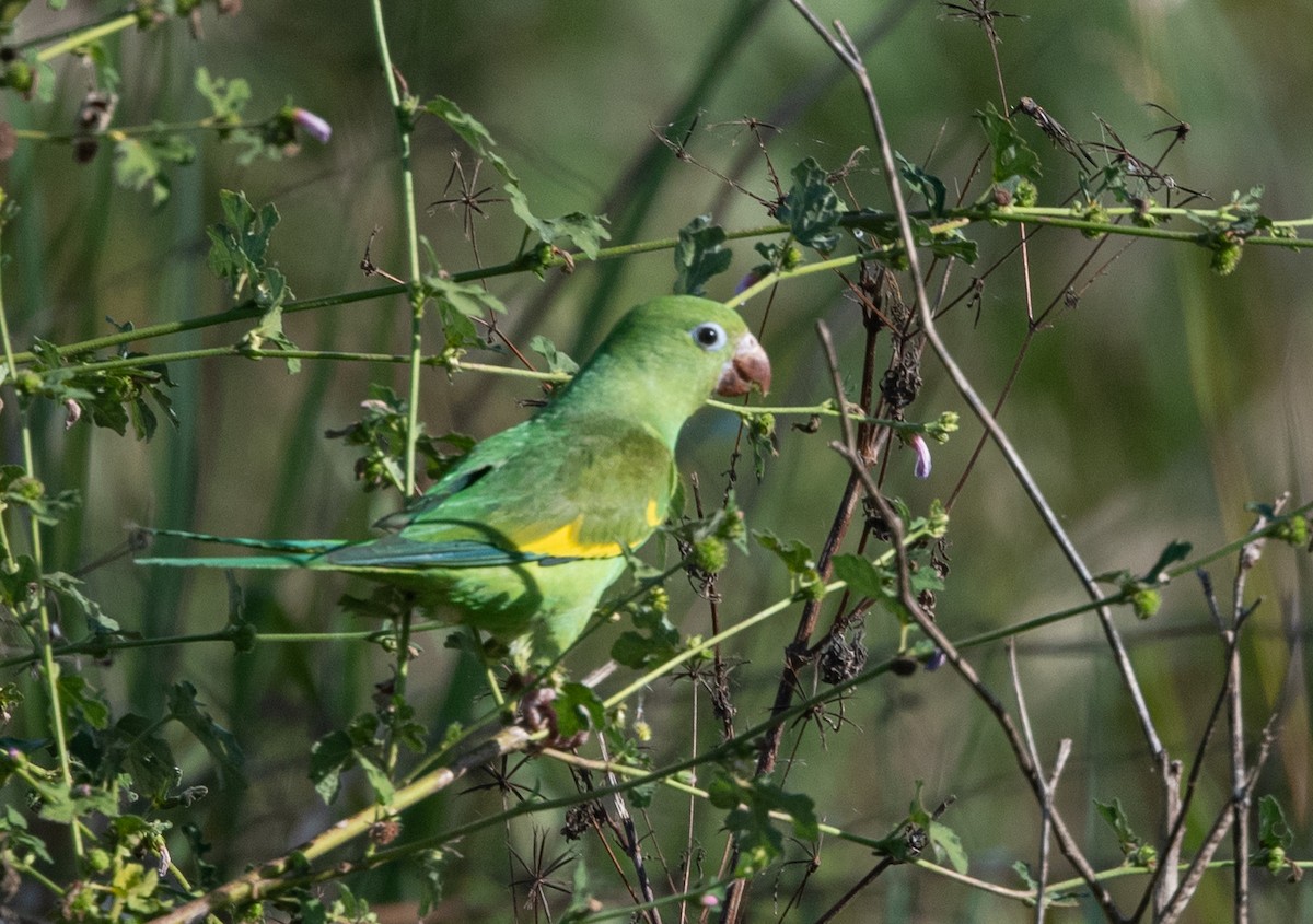 Yellow-chevroned Parakeet - John Sterling