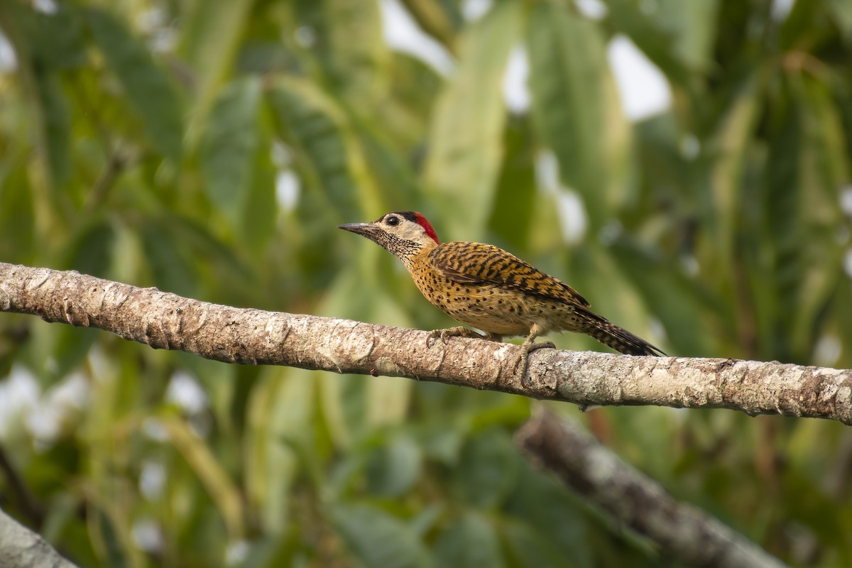 Spot-breasted Woodpecker - ML480939051