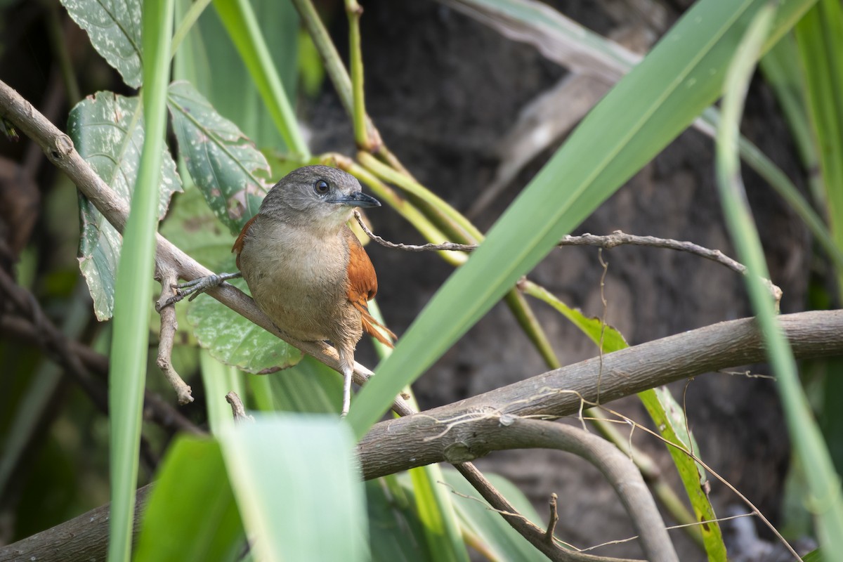 Plain-crowned Spinetail - ML480939121