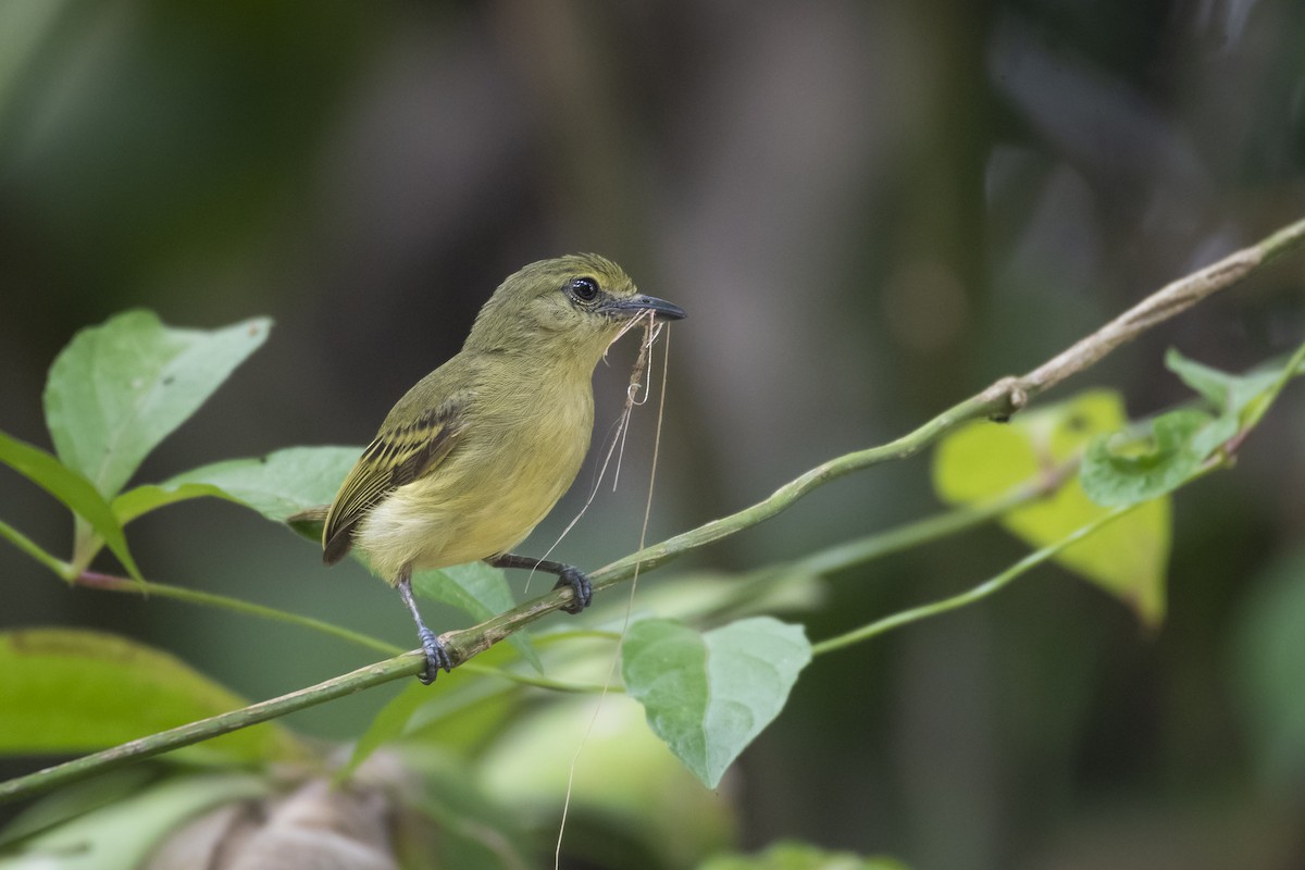 Olive-faced Flatbill - ML480939201