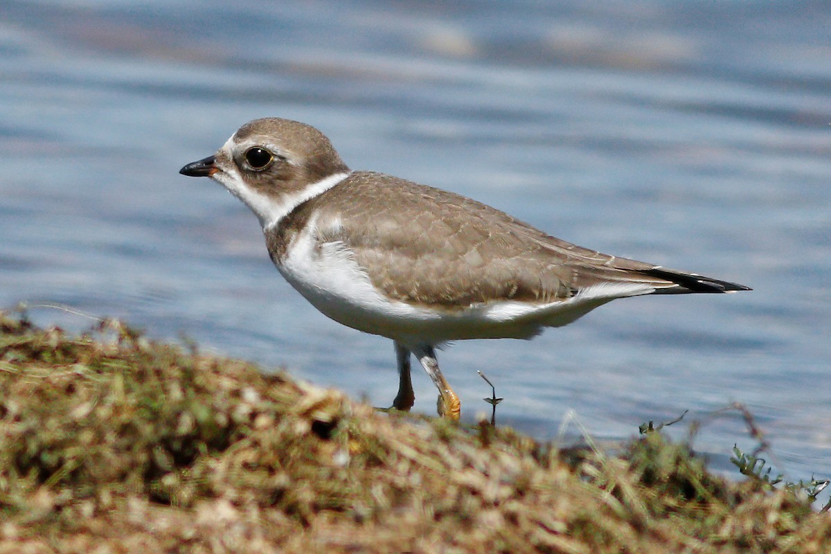 Semipalmated Plover - ML480939211