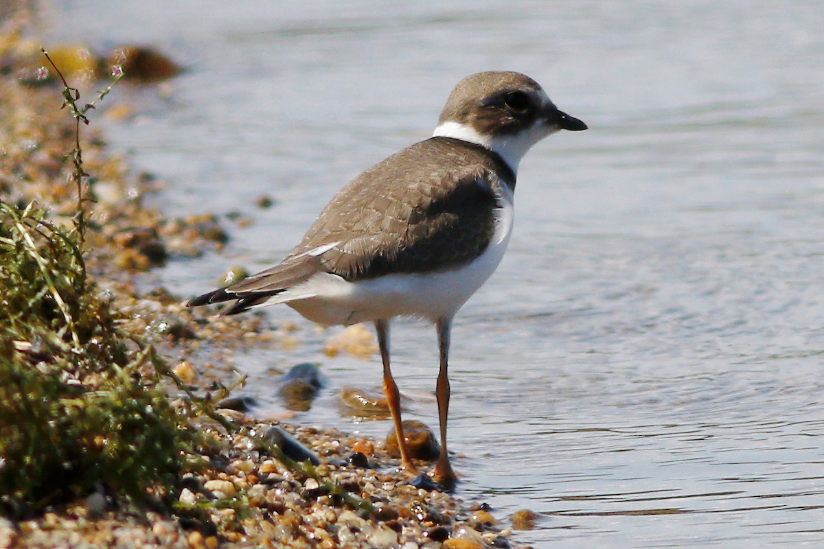 Semipalmated Plover - ML480939281