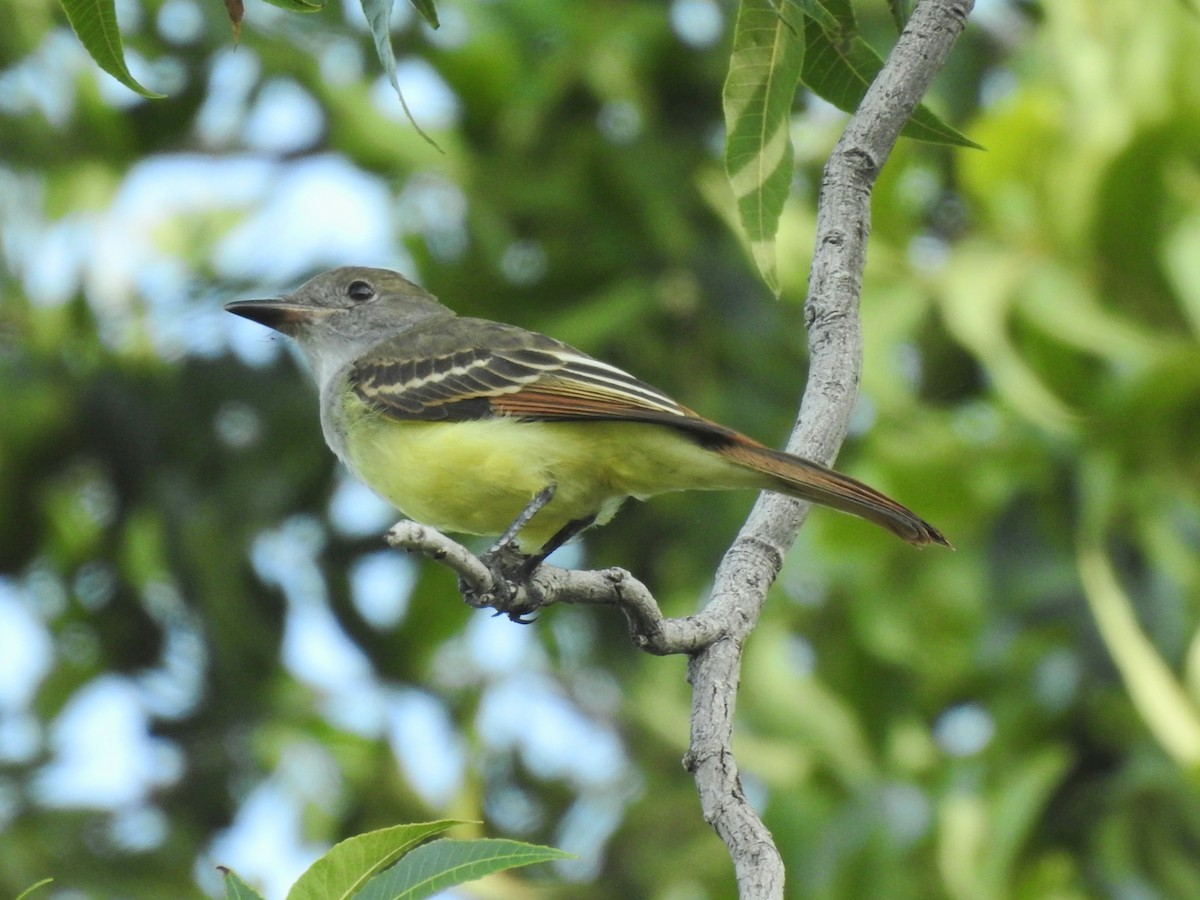 Great Crested Flycatcher - ML480940321